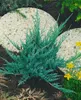 Juniperus horizontalis 'Blue Chip', Kriech-Wacholder, Produktbild-Vorschau 10