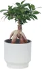 Bonsai - Ficus microcarpa - Wysokość 30-40cm - ⌀12cm Podgląd zdjęcia produktu 7
