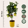 A potted lemon tree with lemons, next to a ruler indicating height and icons for sun, water, frost, and pet-friendliness. Produktbild-Vorschau