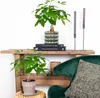 Bloomique - 2er Set - Pachira Aquatica - Glückskastanie - Produktbild-Vorschau 4