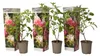 3 Stück Hydrangea Paniculata 'Pink Lady' 30-50 cm Produktbild-Vorschau 2