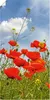 ARTland Poster Mohnblumen im Panorama Größe: 30x60 cm Produktbild-Vorschau 1