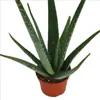Aloe vera - stáří přibližně 3 roky - 12cm květináč Náhled obrázku produktu 2
