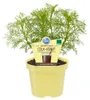 -Kollakraut – Artemisia abrotanum var. maritima – Produktbild-Vorschau 1