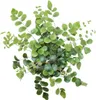 Pellaea rotundifolia - Pellaea rotundifolia - doniczka 9 cm Podgląd zdjęcia produktu 2