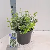 Euonymus 'Harlequin' - fusain | 35-40 cm en pot Voir les images du produit 2