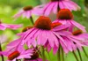 Stauden Gänge 3 x Echinacea purpurea ‚PowWow Wild Berry' - Produktbild-Vorschau 2