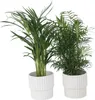 Zimmerpalmen-Mix - 2 Stk - Chamaedorea, Dypsis - Höhe Produktbild-Vorschau 6