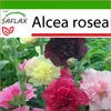 SAFLAX - Hollyhocks - Mix - Alcea rosea - 100 Semená - S Náhľad obrázku produktu 9