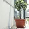 A potted plant sits next to a building wall. Produktbild-Vorschau