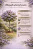 Blauglockenbaum 180 cm Paulownia tomentosa Kaiserbaum Produktbild-Vorschau 3