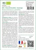 SAFLAX  -- Chou de Bruxelles - Groninger - 30 graines - Voir les images du produit 3