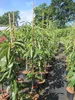 Castanea sativa Ecker - Esskastanie Ecker Produktbild-Vorschau 4