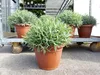 echter Lavendel XL BUSCH Ø 40cm, Höhe 40 cm, Lavandula Produktbild-Vorschau 7
