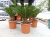 XL Premium Palmfarn 70 - 90 cm Cycas Revoluta Sagopalme Produktbild-Vorschau 6