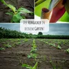Große Essbanane Samen (Musa x paradisiaca) - Exotische Produktbild-Vorschau 4