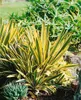 Yucca filamentosa, Palmlilie, 40–60 cm Produktbild-Vorschau 10