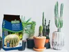 BIOVITA 5L Kakteen und Sukkulenten, Spezial - Substrat, Produktbild-Vorschau 28