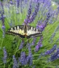 A butterfly is perched on a lavender plant. Produktbild-Vorschau