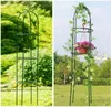 Pergola ogrodowa na kwiaty, róże kolumnowa Persian Yellow Podgląd zdjęcia produktu 5