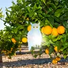 Odstraszacz Gołębi Ptaków Sowa Odblaskowa Hologram Podgląd zdjęcia produktu 9