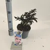 Sambucus nigra Black Tower ('Eiffel 1'PBR) - Holunder | Produktbild-Vorschau 1