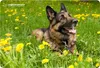 A German Shepherd dog lying in a field of grass and dandelions. Produktbild-Vorschau