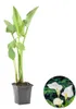 Zantedeschia Aethiopica, Calla, Teichpflanze, 10-20 cm, Produktbild-Vorschau 4