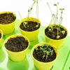 Several small yellow pots with soil and seedlings are arranged on a green tray. Podgląd zdjęcia produktu