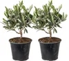 Bloomique - 2er Set - Olea Europaea - Olivenbaum Echt - Produktbild-Vorschau 1