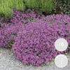 6er-Set - Campanula Ambella Pink - Glockenblume - Produktbild-Vorschau 2