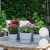 Bloomique - 6er-Mix - Dianthus - Nelken - Farb-Mix - Produktbild-Vorschau 2
