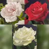 Róza pnaca - Rosa Tricolour - Kwiaty w kolorze rózowym, Podgląd zdjęcia produktu 3