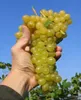 Vitis vinifera Primus - kernlose Weintraube Primus Produktbild-Vorschau 2