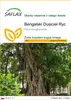 SAFLAX - Bengalski Dusiciel Ryc - 20 Nasiona - Ficus Podgląd zdjęcia produktu 1