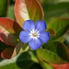 Bloomique - Zestaw 6 szt. - Ceratostigma Plumbaginoides - Podgląd zdjęcia produktu 2