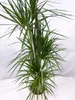 [Palmenlager] - XXL Dracaena marginata 190 cm / 5er(!) Tuff Produktbild-Vorschau 2