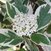 2 x  Hartriegel  - Cornus alba 'sibirica Variegata'  | Náhled obrázku produktu 2