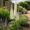 3x Delphinium (P) M.Fount.Pure White P9H20 Produktbild-Vorschau 5