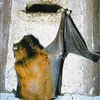 SCHWEGLER Caverne pour chauves-souris 2 F Dimensions : Voir les images du produit 6
