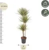 Drakónia Dracaena Bicolor Carrousel 150cm, Ø24cm, izbová Náhľad obrázku produktu 2