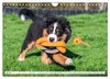 Berner Sennenhunde - Freunde für ein ganzes Leben Produktbild-Vorschau 15