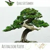 Semi di bonsai esotici ad alto tasso di germinazione - set Anteprima dell’immagine prodotto 3