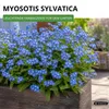 Vergissmeinnicht Indigo Compacta Blue Samen - Myosotis Produktbild-Vorschau 2