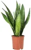 Bogenhanf - pflegeleichte Zimmerpflanze, Sansevieria Produktbild-Vorschau 1