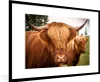 MuchoWow® Gerahmtes Poster Schottische Highlander - Braun - Produktbild-Vorschau 1