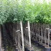 A row of young trees in pots, lined up for sale. Produktbild-Vorschau