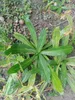 Mexický koriandr (Eryngium foetidum) – 100 semen Náhled obrázku produktu 2