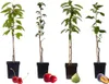 Směs ovocných stromů - 4 ks. - Malus, Pryus, Prunus - Výška Náhled obrázku produktu 1