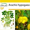 SAFLAX Kultivační sada - Arašíd - Arachis hypogaea - 8 Náhled obrázku produktu 9